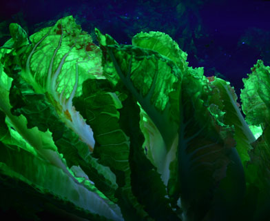 生菜的瞬时侵染后荧光蛋白表达