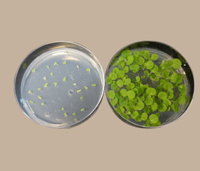 转基因烟草抗生素筛选