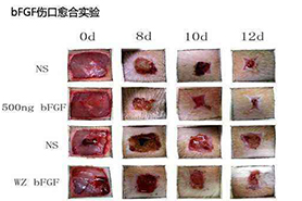 碱性成纤维细胞生长因子