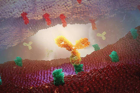 抗PD-L1单克隆抗体