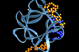 酸性成纤维细胞生长因子