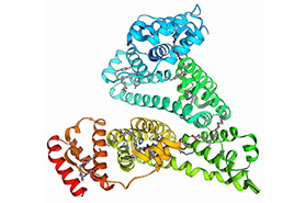 重组人血清白蛋白